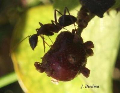Viaje a las hormigas